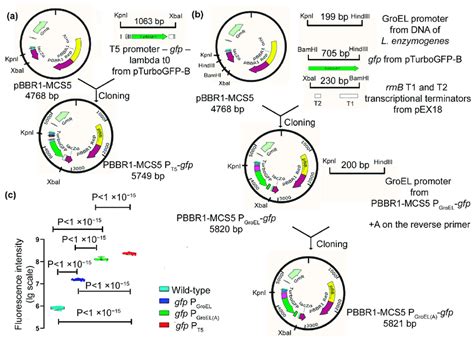 Construction of expression vectors PBBR1-MCS5 PGroEL-gfp, PBBR1-MCS5... | Download Scientific ...