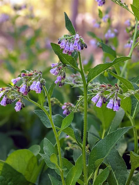 Comfrey | Buy Organically Grown Plant - Mudbrick Herb Cottage