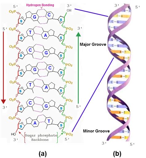 Nucleic Acids — Knowing A Little About Your DNA and RNA