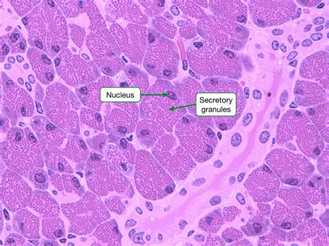 Histology Of Cells And Epithelia Lab