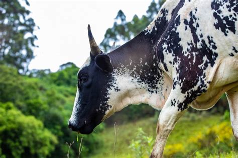 15 Black and White Cow Breeds [Dairy and Beef Cows!] ???? - Outdoor Happens