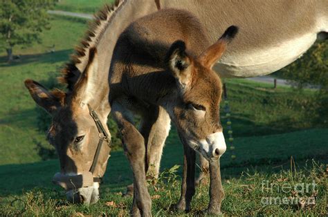 Donkey with Foal Photograph by Thomas R Fletcher - Fine Art America