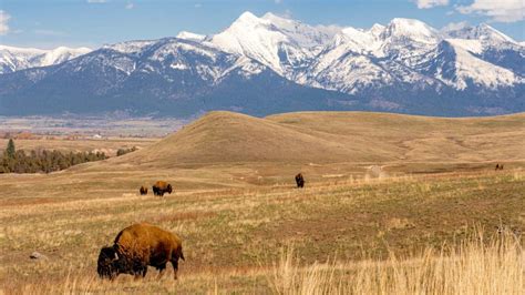 The National Bison Range: Montana’s Other “Crown Jewel” | Distinctly ...