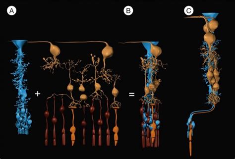 Cell Biology of the Müller Cell | Clinical Gate