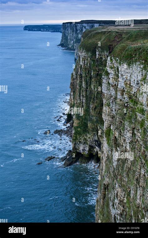 Cliffs at Bempton Stock Photo - Alamy