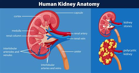 Diagramma di anatomia del rene umano 446409 Arte vettoriale a Vecteezy