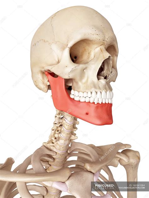 Human jaw bone anatomy — skeletal system, 3d - Stock Photo | #160561084