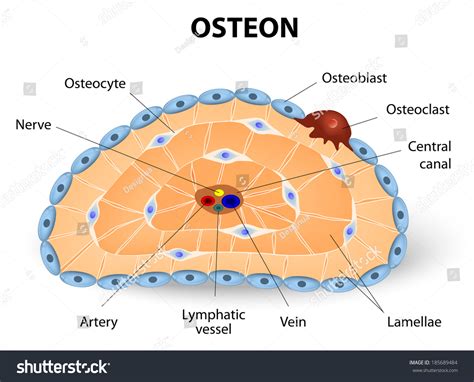 Osteon Development Structure Osteoblast Osteocyte Osteoclast Stock Vector 185689484 - Shutterstock