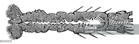 Biological Illustration Of The Nervous System Of A Crayfish 19th ...