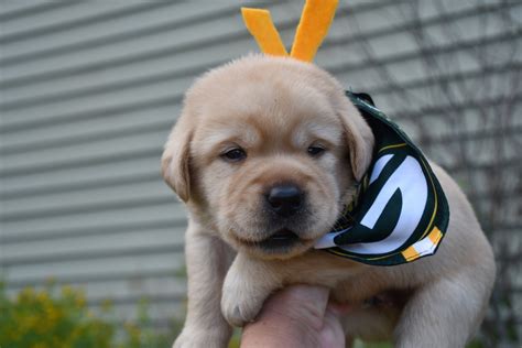 Yellow Lab Puppies 1, English Yellow Labs, Yellow Lab Puppies For Sale ...