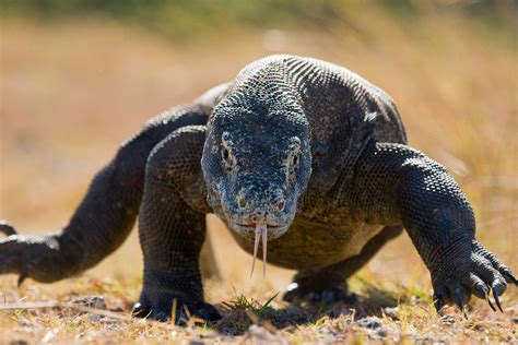 Berwisata Di Pulau Komodo Indonesia – Julianstanczak