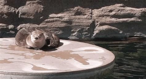 Otter GIF - Otter - Discover & Share GIFs