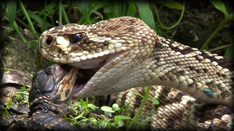 Predators vs Alligators 0501 - Rattlesnakes - Dangerous Animals - YouTube