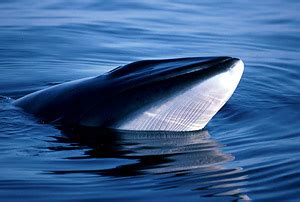 Northern (or common) minke whale | WWF