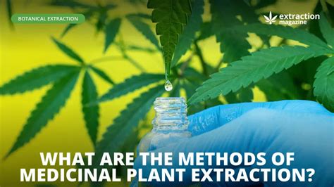 What Are the Methods of Medicinal Plant Extraction?