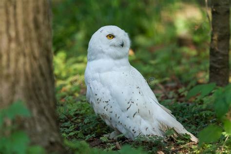 Snowy owl in the forest stock image. Image of hunting - 163774559