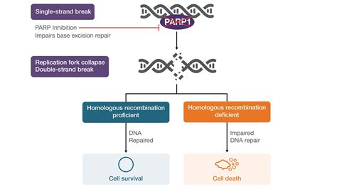 Improving Patient Access to Homologous Recombination Deficiency Testing ...