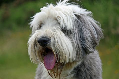 Der Bearded Collie - Issn' Rüde! - Hunde News & Dogstyle