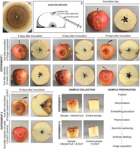 Steps of experiment I and II. Sample collection and sample preparation.... | Download Scientific ...