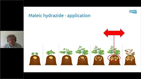 Webinar recording: Maleic Hydrazide: A foundation for potato storage - YouTube