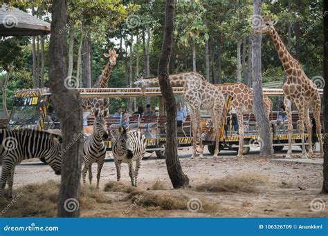 CHIANG MAI NIGHT SAFAR editorial stock image. Image of giraffe - 106326709