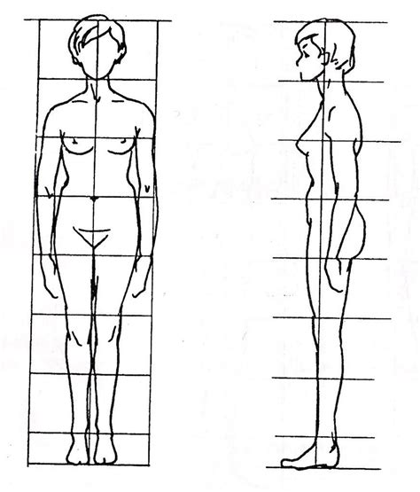 seven head body proportion - Google Search | Body proportions, Male sketch, Sketches