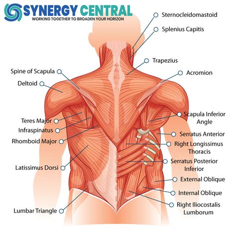 Anatomy Quizzes Online