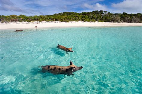 How to get to Pig Island and Pig Beach Bahamas in the Exumas