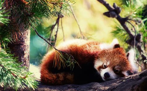 Red panda, Panda wallpapers, Panda background