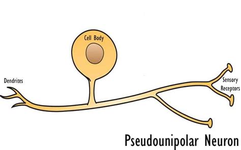 Types of Nerve Cells | Types of Neurons | Cells of the Nervous System