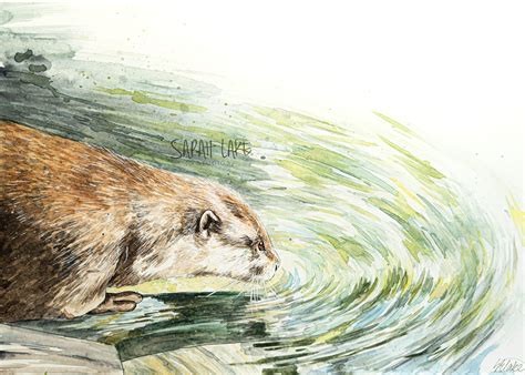 Otter Watercolour Painting Fine Art Giclee Print Wildlife Water Zoo ...