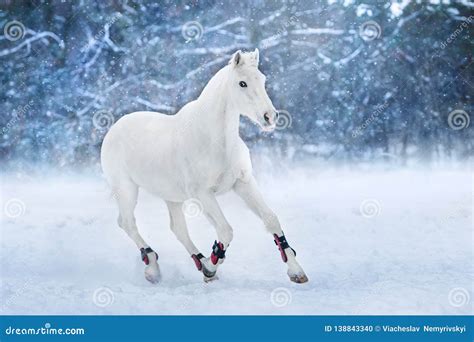 1,920 White Horse Run Snow Photos - Free & Royalty-Free Stock Photos from Dreamstime