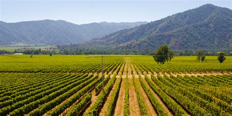 Chilean Grapes Are Purer Than Any Others; Here's Why | VinePair