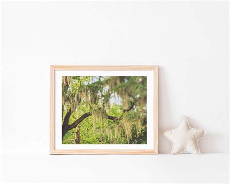 Savannah Print Savannah Photography Spanish Moss Photo | Etsy