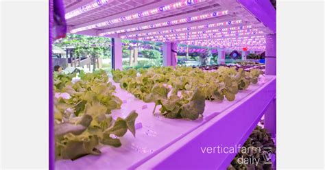 Malaysia: Hydroponic farming, event management programs for Tabuan Jaya community