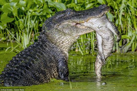 Amazing images show a huge alligator EATING a smaller one - WSBuzz.com
