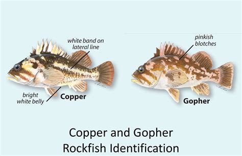 CA Marine Species Portal