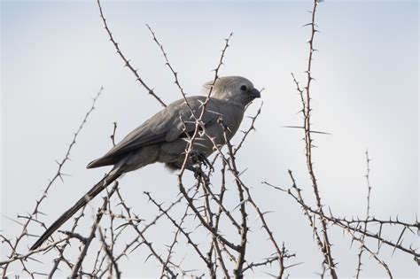 Grey Go-away Bird(Lourie) Corythaixoides Concolor | Dave Williams | Flickr