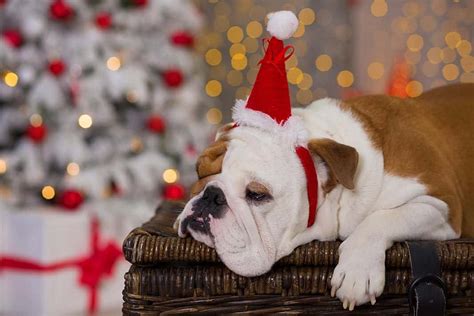 These Are The Best Christmas Dog Memes You'll See Today!