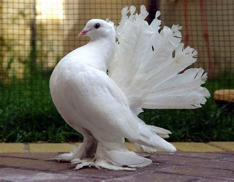 You_will_never_find_ROyal_Pigeons_as_Beautiful_as_this. | Голубь ...