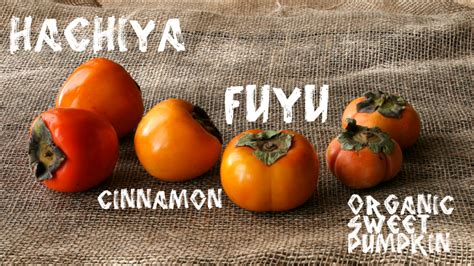 Introducing 4 Persimmon Varieties