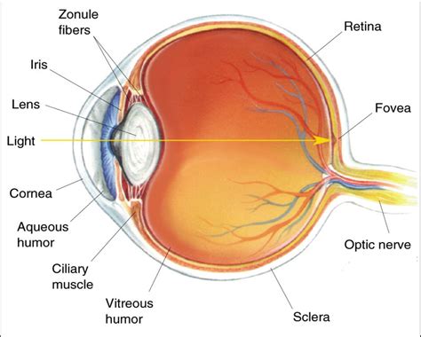 Eye Diagram Unlabelled Human Eye Diagram Unlabelled | Human eye diagram, Eyeball diagram ...