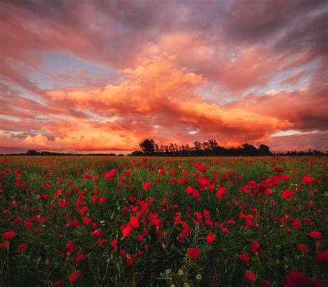 Sunset over a poppy field in Denmark [OC][1250x1095] : r/EarthPorn