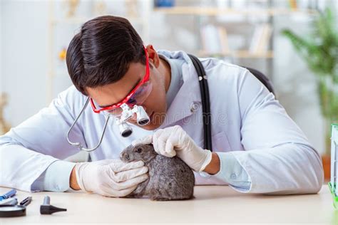 The Scientist Doing Testing on Animals Rabbit Stock Image - Image of doctor, clinic: 120091577