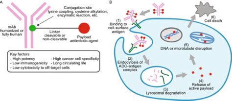 What are ADC Linkers? | AxisPharm