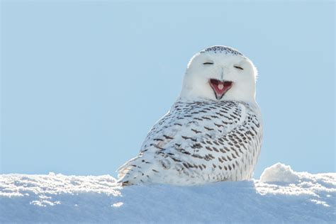 Snowy owls’ winter arrival is highly anticipated in Michigan