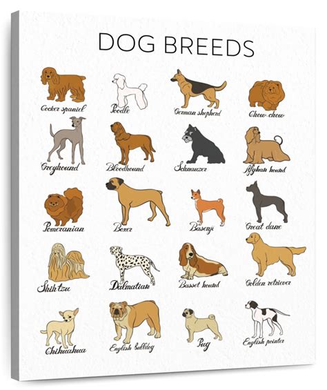 Dog Breeds Chart