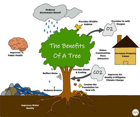 Final Benefits of A Tree Diagram (Social media version).jpg - EarthCorps