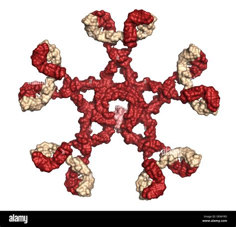 Immunoglobulin M (pentameric IgM). IgM are the first antibodies to appear during an infection ...