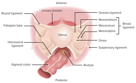 Uterus Ovaries And Sounds